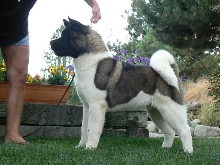 AKC GCH Crown Royal's When Worlds Collide