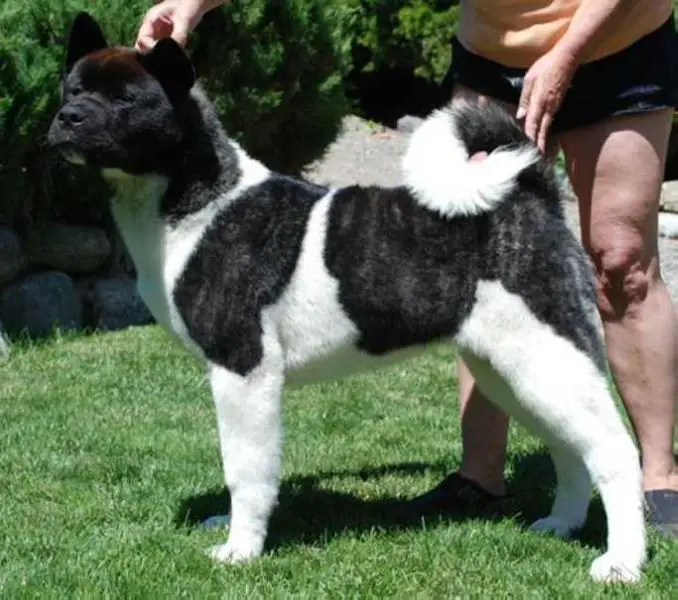 Crown Royal's Vision Quest