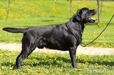 SLAV TROPHY STARSEARCHER