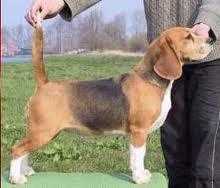 Int.CH Snugglewood’s Naughty Caro