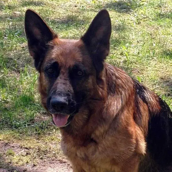 Gabbi Vom Silvers Haus