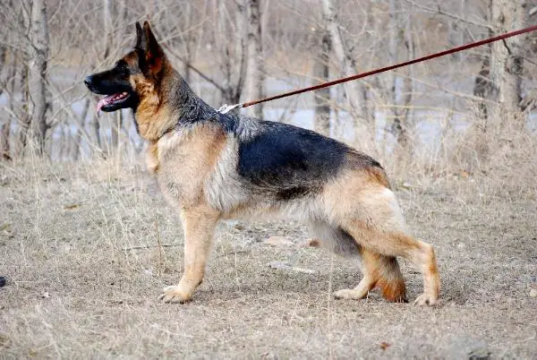 JCH KAZ, CH KAZ Intriga Arven