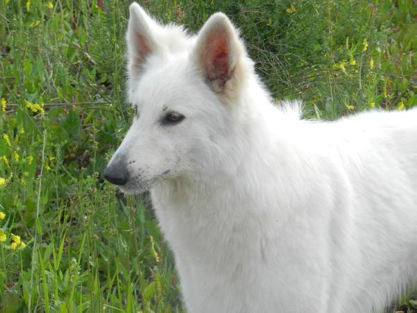 CH JRUS,CH RUS,CHRKF Бретта Фрея Куин