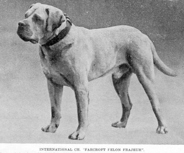 CH (ENG/INT) Farcroft Felon Frajeur (c.1921?)