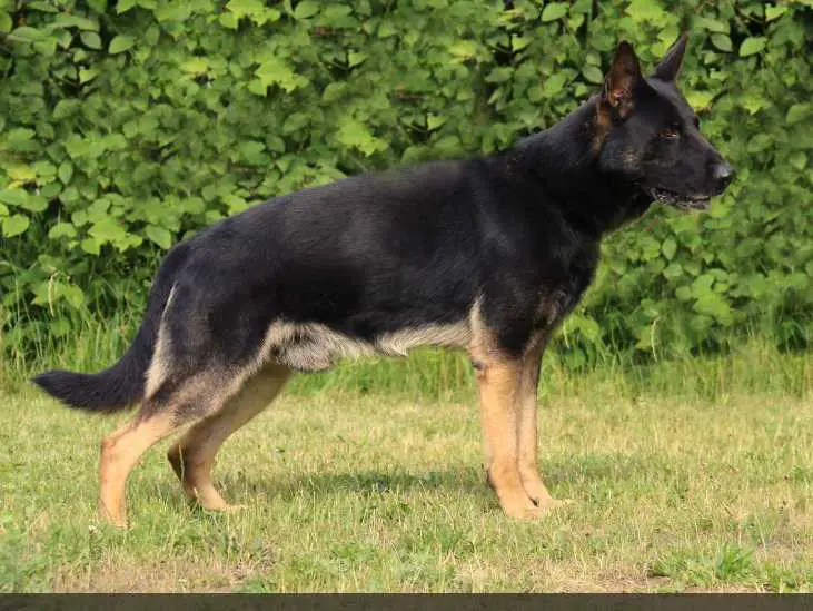 G Phönix vom Erlenbusch