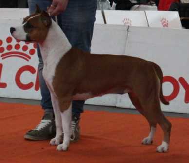 Casa dei Felsinei Lobotown Piper