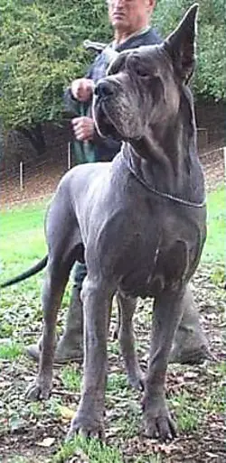 Sher-Khan De La Benjamine