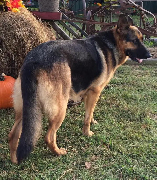 Daisy Monroe Duke