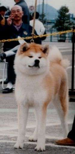 Maki Go Yamagata Shimizu Kensha