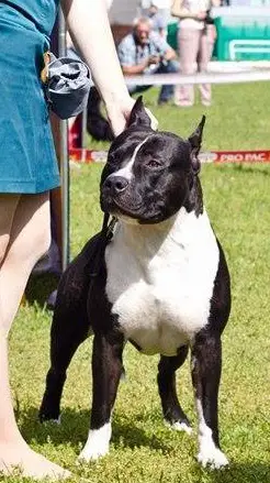 JUN.CH.RUS Immness dreamcatcher for kuanda'S