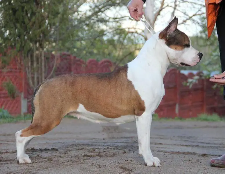 CLUB CHAMPION, T-1 Star's Yunion Zabava Putyatichna for Vyat Galena