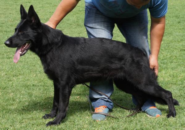 Yolo Real K-9