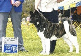 AKC CH Akiko's Simply Amazing