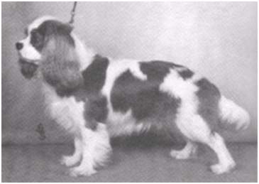 ENG CH Lymrey top of the rops