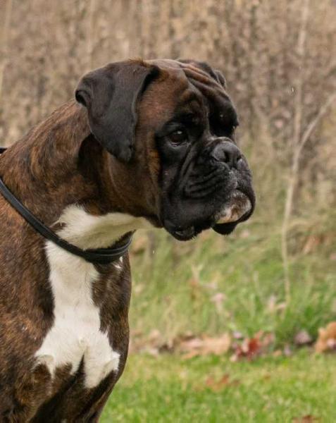 INTCH V-Forrest Kuningas von Kishko