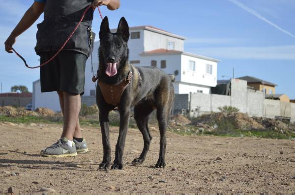 Diesel au Paradis d'Ornelas FCM J6108-G (Ornelas)