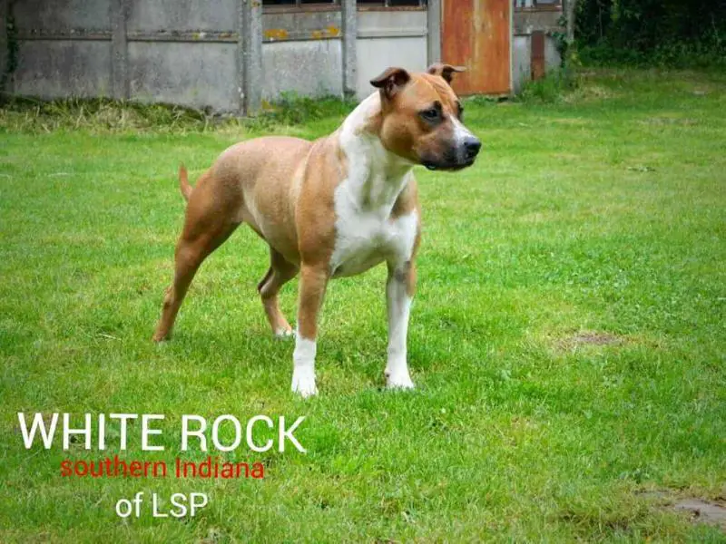 White Rock southern indiana of LSP
