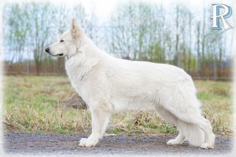 JCHRUS,CH RUS,BLR,LT Rus Pride Brave