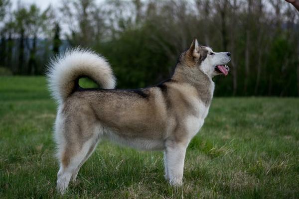 BISS, INT CH, MCH, MJCH, CW, MJCW, MBBIS Diva Hajndlberg's Alaskan Malamutes