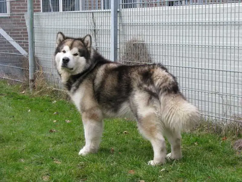 Attraction Del Biagio