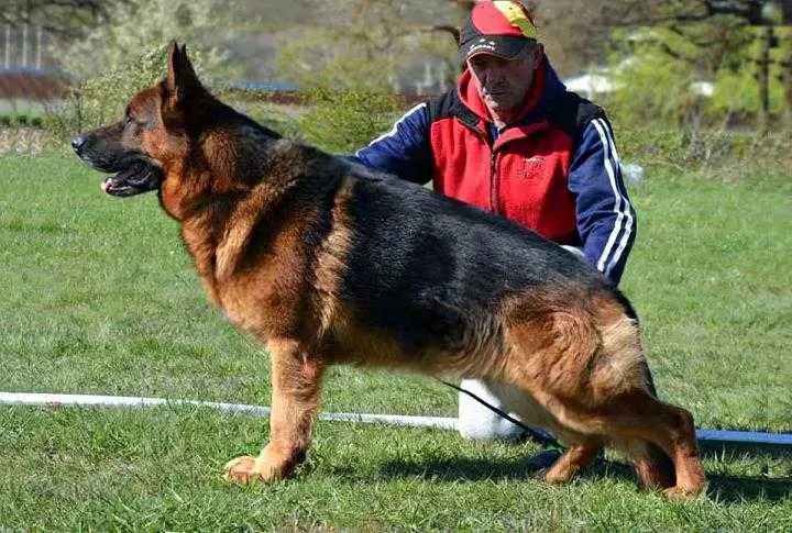 CH UA, CH RUS Ozze Haus Dando