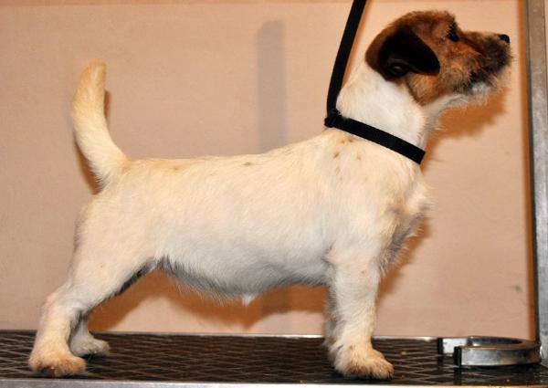 Happy Cammomile Hanta