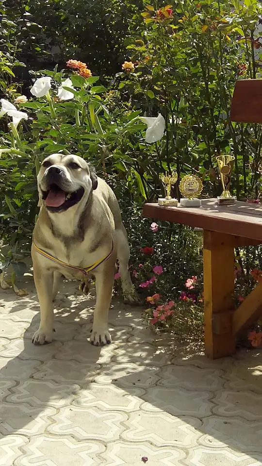 WW-2015,EurW-2017,IntCH, CH MD,UKR,ITA,BOB Sheva Feodor Land