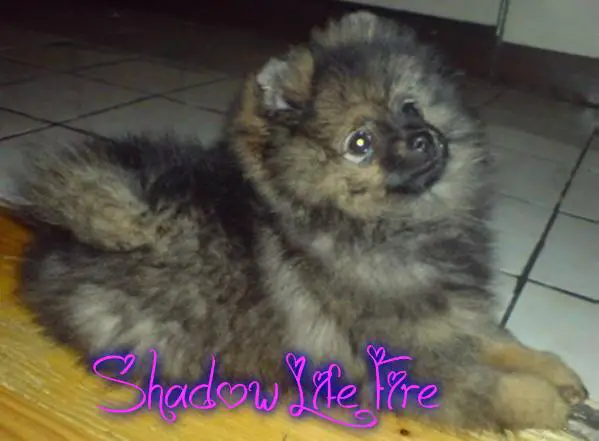 Shadow  Life Fire