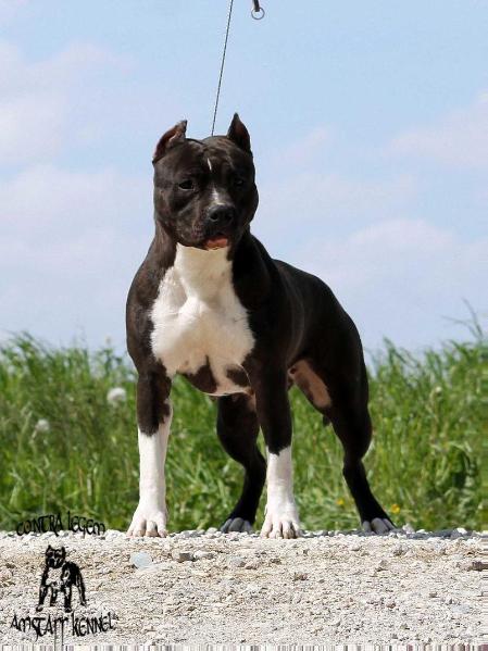 Contra Legem Kiki Dee