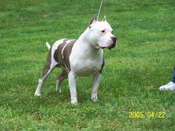 U-GRCH/ CH Razor's Edge Throwin Knuckles