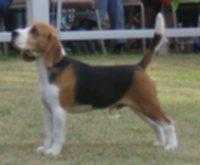 Harnett Lochnaw Aston Martin