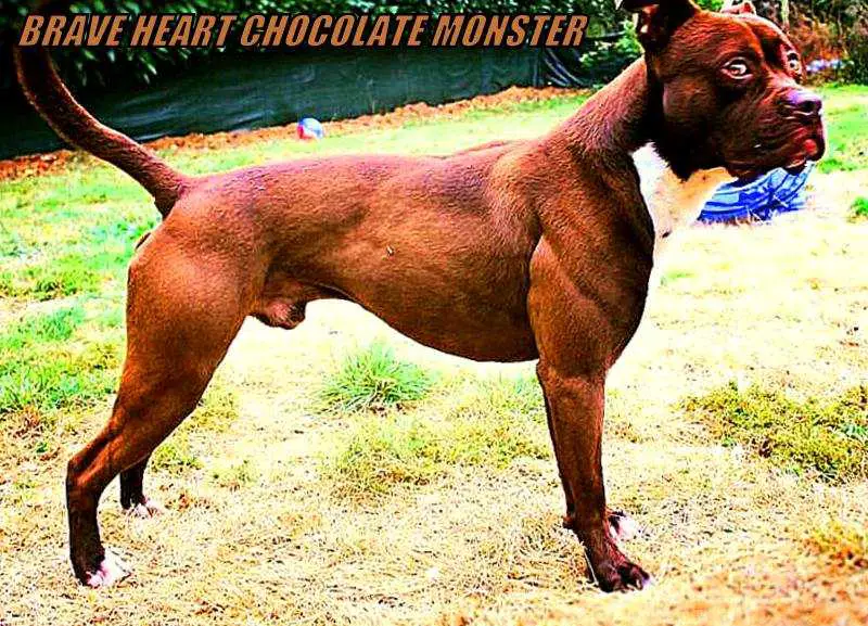 BRAVE HEART's CHOCOLATE MONSTER