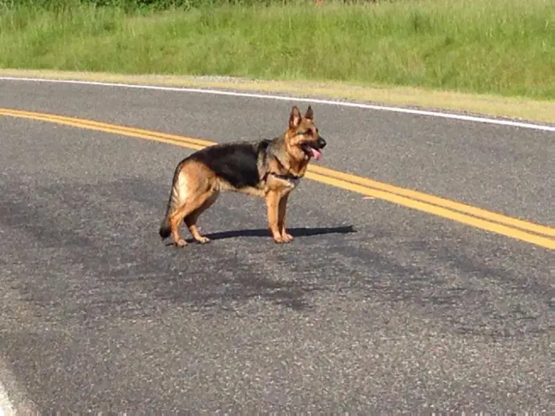 Int Ch Bark Swim Run No Brakes Nike