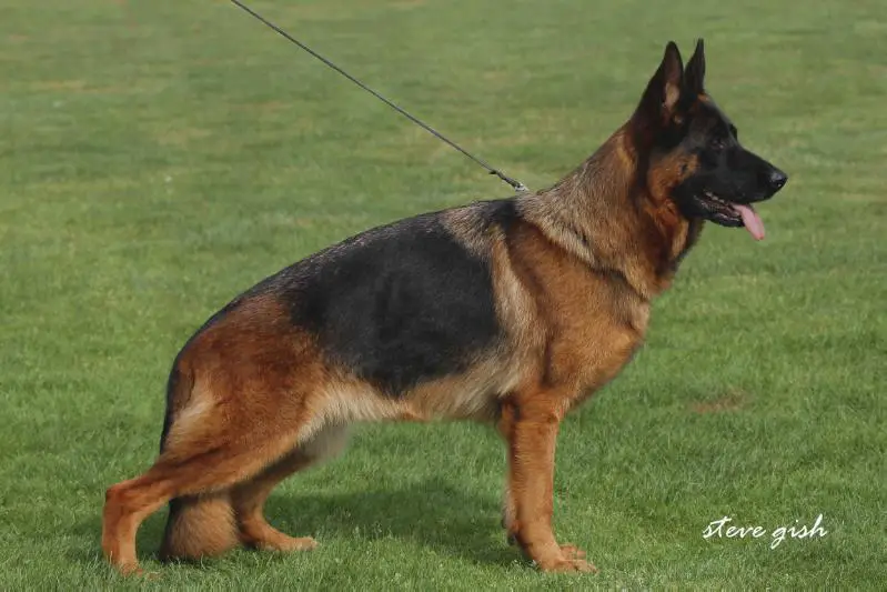 VA 3 ( Spain) / V16 BSZS 2016 Voduscha von Pallas Athene