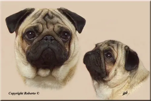 V El Jalisco´s Ludovico