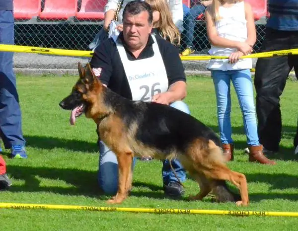 SG Daly crveni Mayestoso