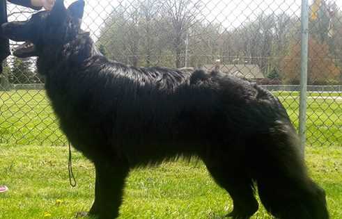UKC CH Darkstar's Night Prince Odin
