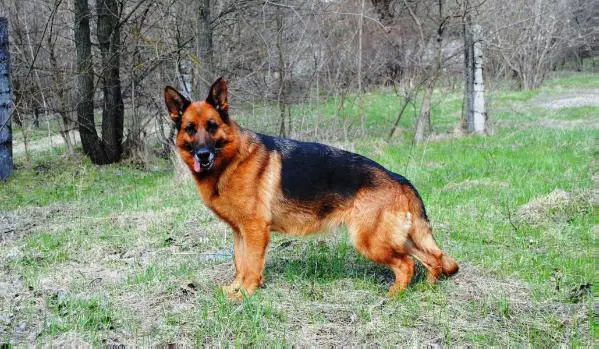 sheri lyustdorf