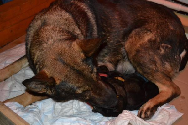 Artega z Loucske zahrady