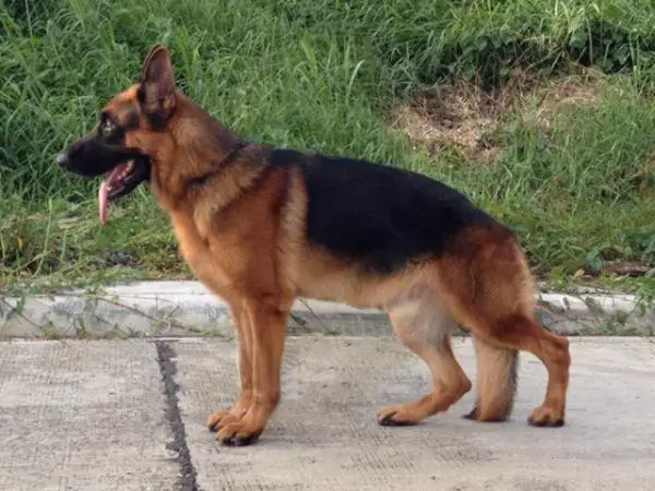 Burkan vom Hühnegrab