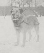 Chinook (1917) Breed Foundation Sire