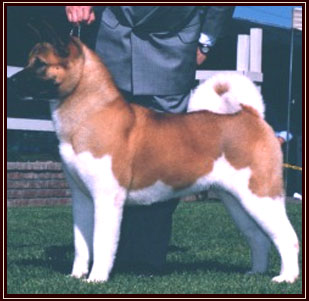 AKC CH Chiheisen Hot To Trot T'Stone