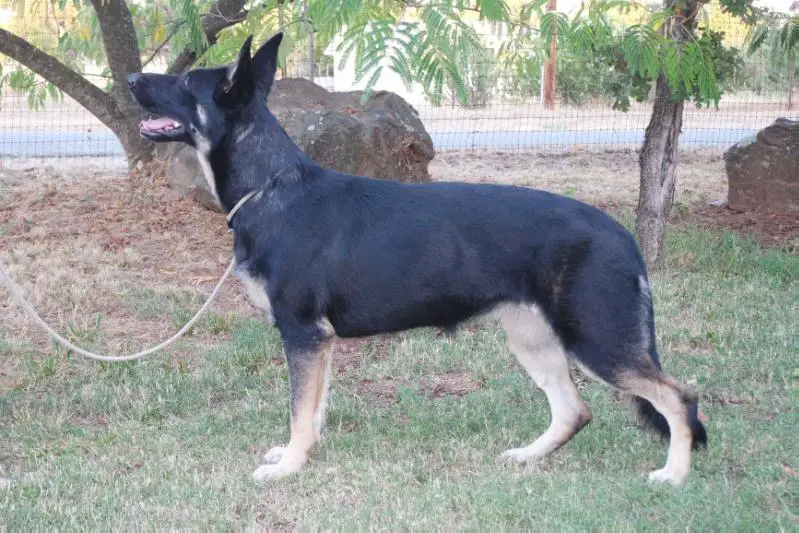 UKC CH Sprague's Gone in 60 Seconds