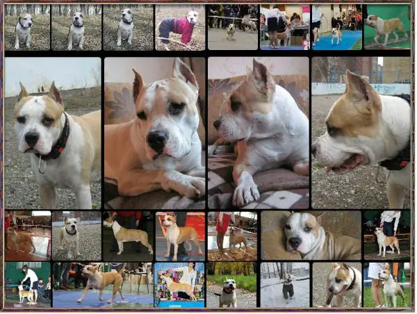 CH Faiter Looking Forward