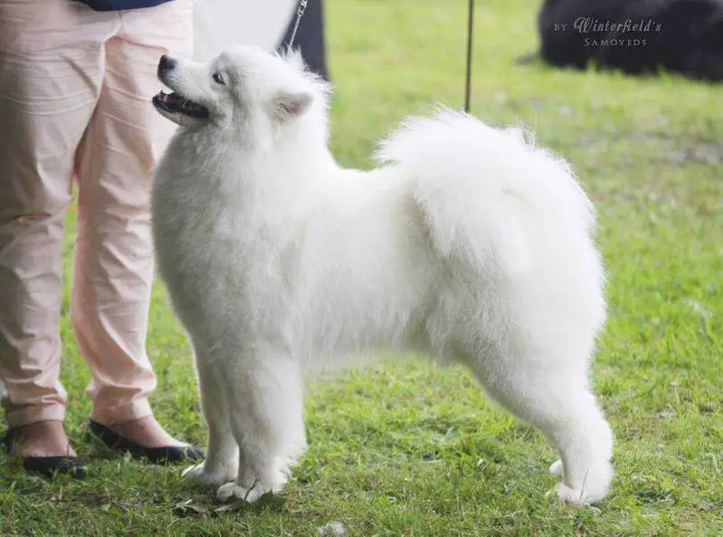 Ch PL It's My Proud Angelic Compassion O'Brodver