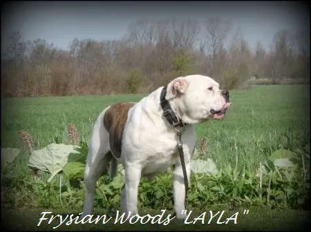From Frysian Woods LAYLA