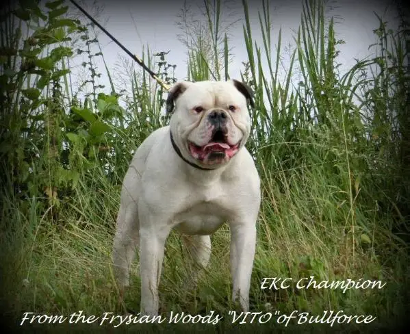 EKC CHAMPION From Frysian Woods VITO of Bullforce