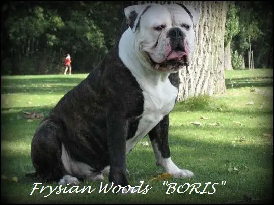 From Frysian Woods BORIS