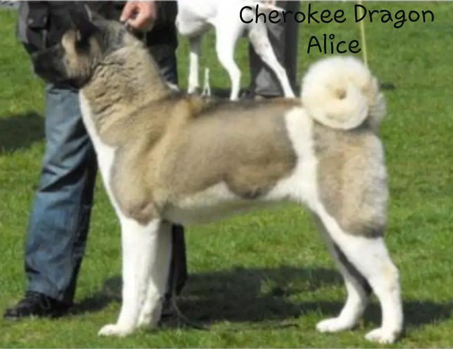 Cherokee Dragon Alice