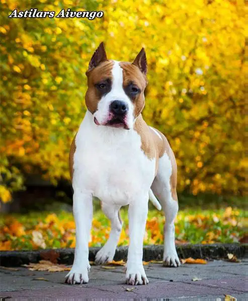 JCH RUS, CH RUS, BLR, LT, LV, CH RKF,CH AST CLUB, GR CH RUS Astilars Aivengo